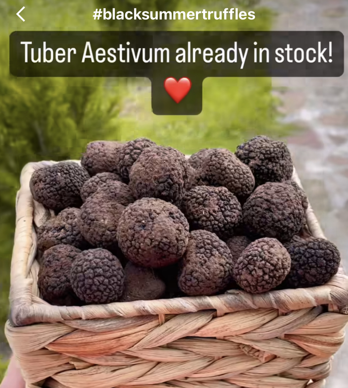 Black Summer Truffle (Tuber Aestivum Vitt.)100gm