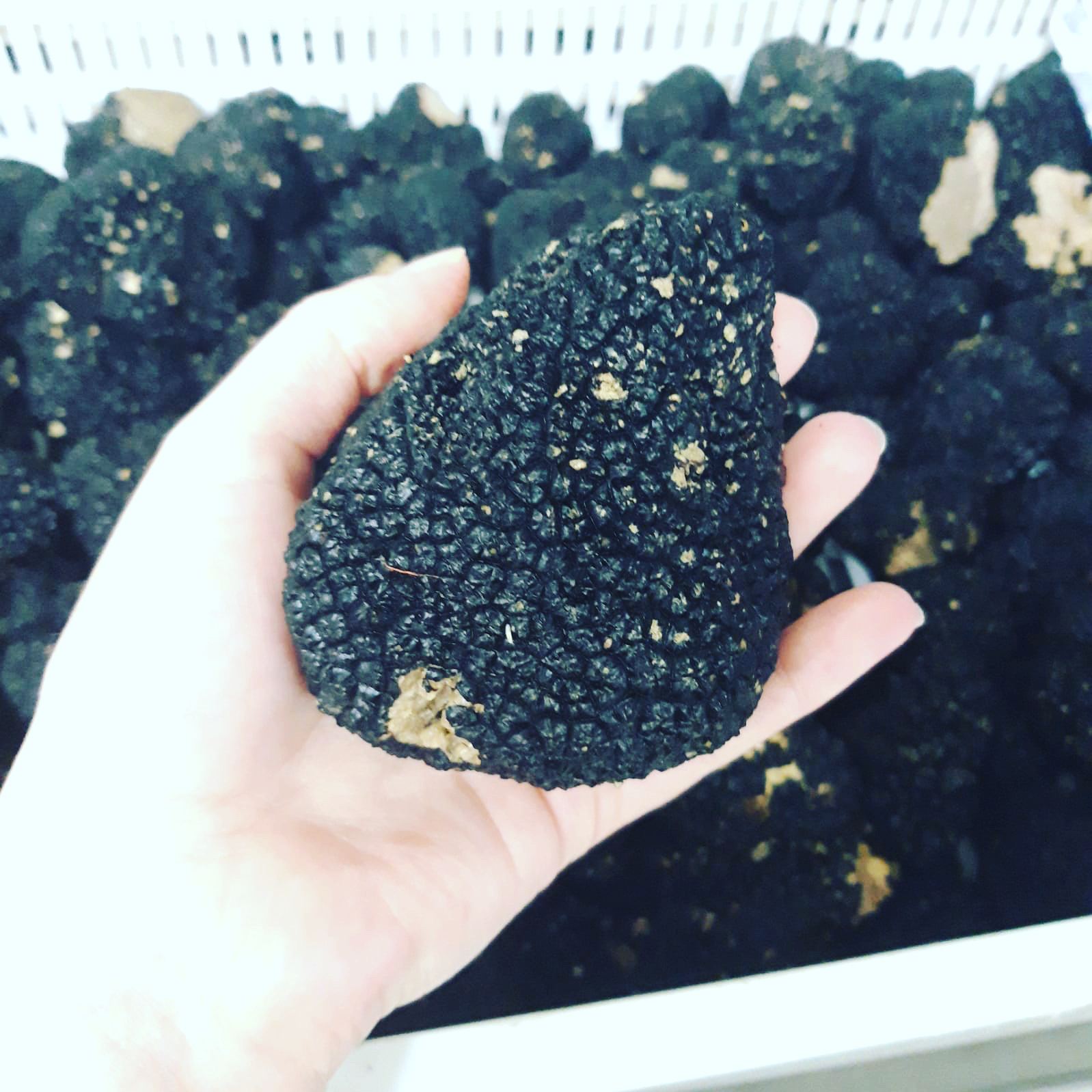 Black Autumn Truffles 