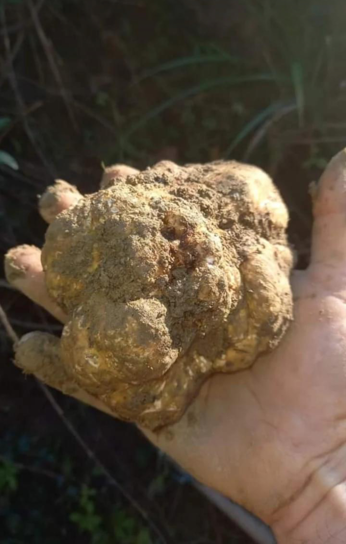 White Winter Truffles one kg